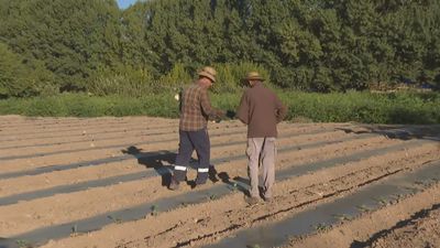 La sequía deja la huerta madrileña al 50% de su producción