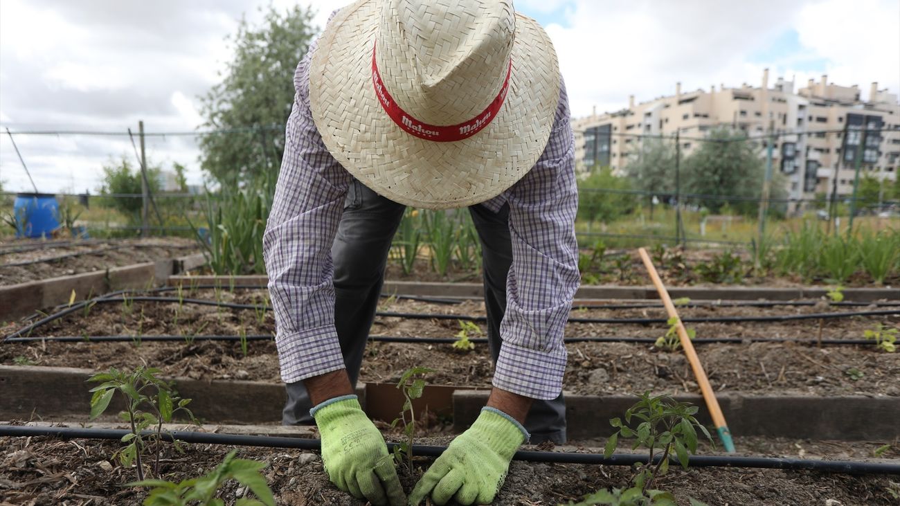 El Ayuntamiento de Madrid cede tres parcelas para huertos urbanos comunitarios