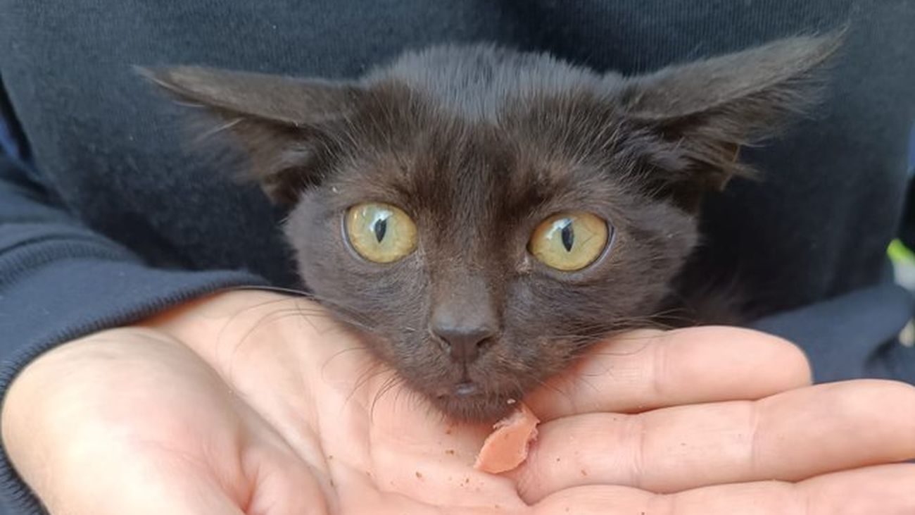 Uno de los gatos rescatados en Nuevo Baztán