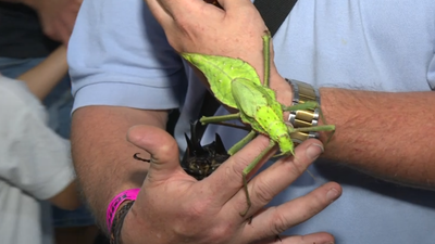 Expoterraria reúne en Madrid a medio centenar de expositores de reptiles y peces