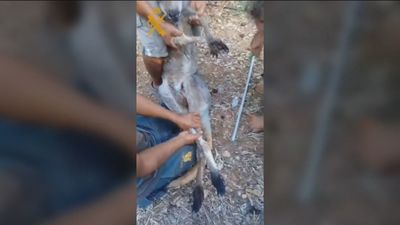 Localizan a un canguro y rescatan a su cría tras escaparse de un zoológico de Peñíscola