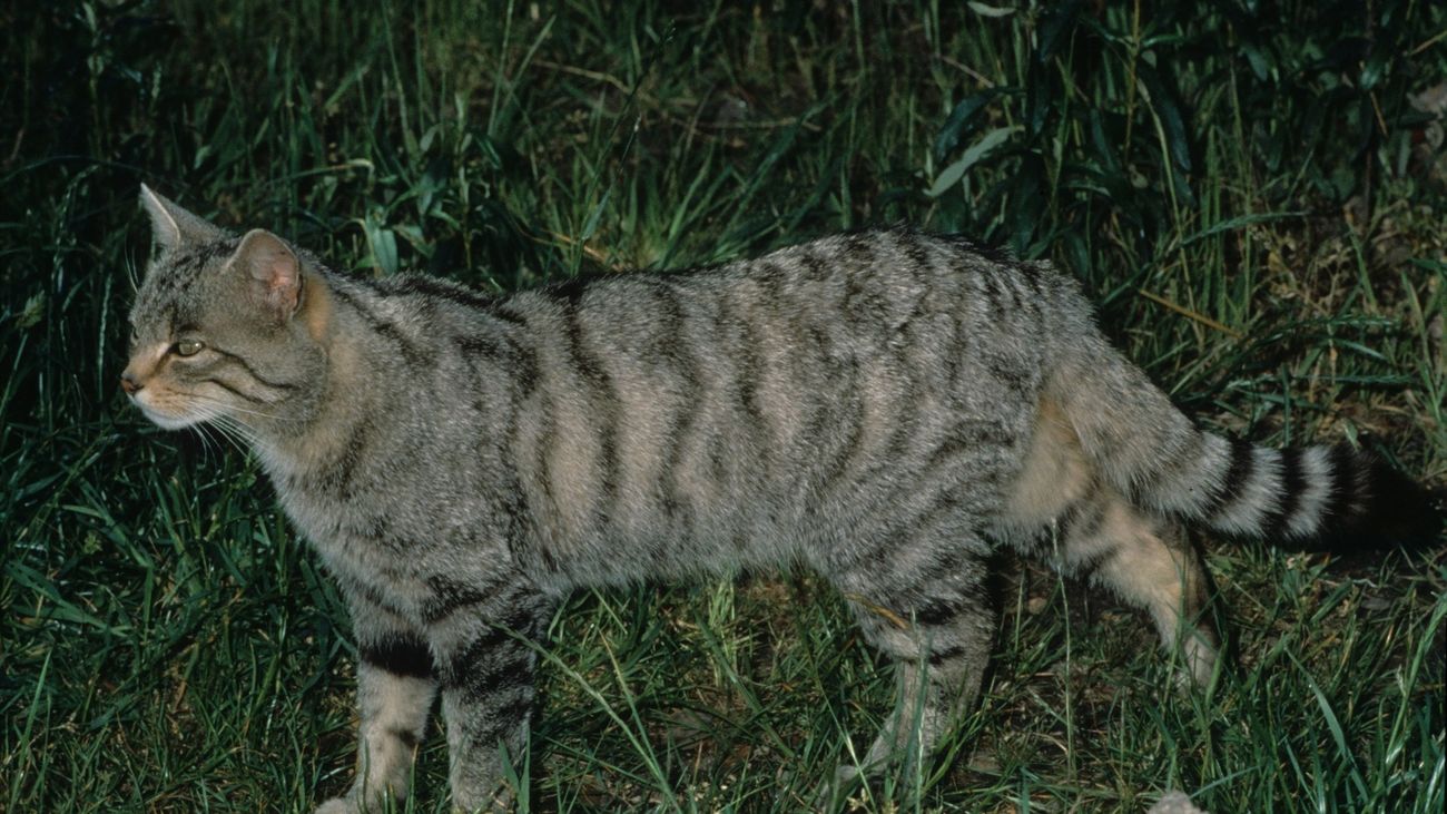 La Comunidad de Madrid y la URJC evalúan la recuperación del gato montés en el Parque del Guadarrama