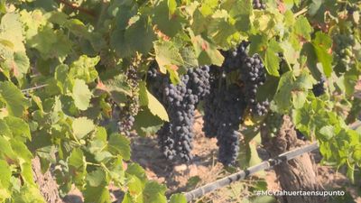 Mi cámara y yo: La huerta en su punto