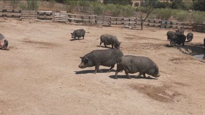 Desaparecen 6 cerdos y 20 gatos en un refugio de animales de Villamanta