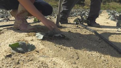 Las huertas de Villa del Prado muy afectadas tras el paso de la DANA