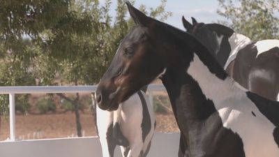 Caballos 'Barock Pinto' de Colmenar de Oreja: ¿Por qué son únicos?