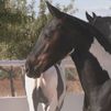 Caballos 'Barock Pinto' de Colmenar de Oreja: ¿Por qué son únicos?
