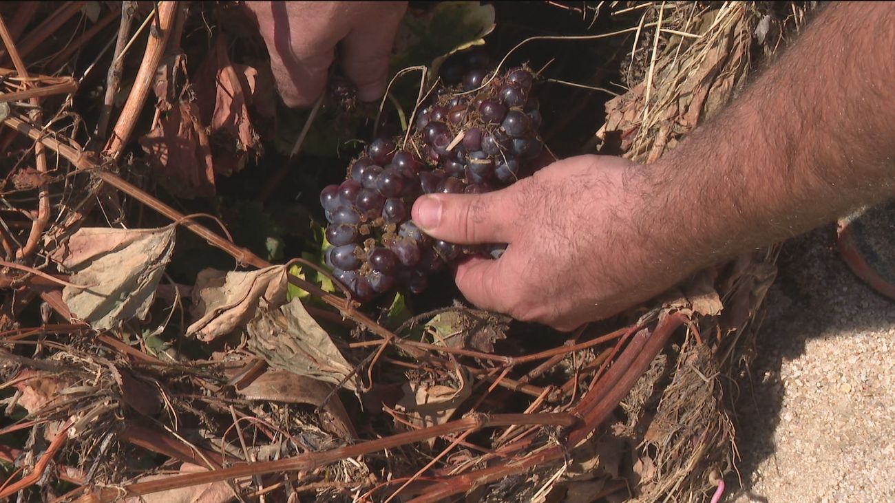Los agricultores de Villa del Prado cifran las pérdidas por la DANA en 5 millones de euros