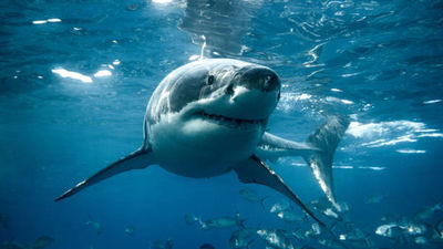 El susurrador de tiburones es madrileño y posee el récord mundial