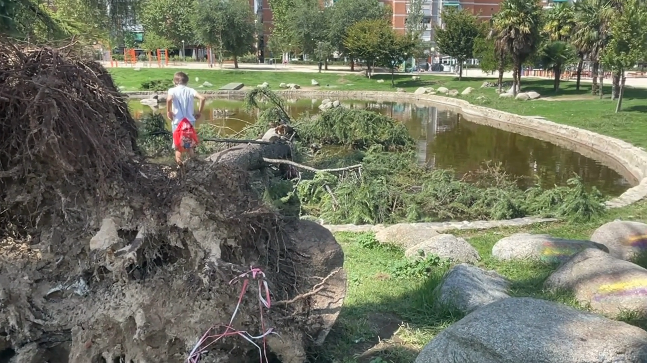 Cae un árbol de grandes dimensiones en el Parque de Aluche