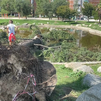 Cae un árbol de grandes dimensiones en el Parque de Aluche