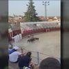 Un toro embiste a varios cabestros, dejándolos malheridos, durante las fiestas de Barbastro