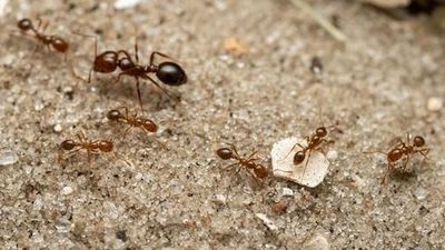 La hormiga roja de fuego amenaza con llegar a España