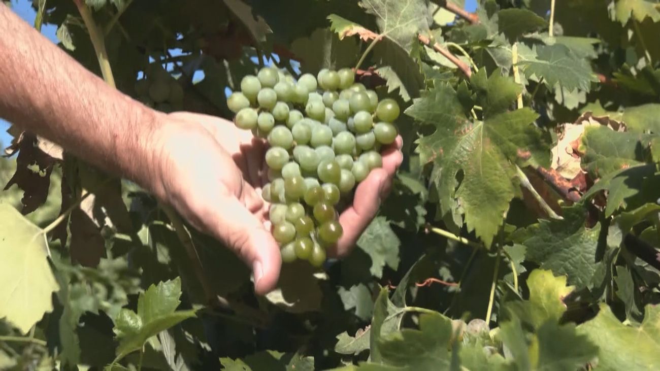 Las vides más antiguas de Europa están en Alcalá de Henares