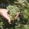 Las vides más antiguas de Europa están en Alcalá de Henares