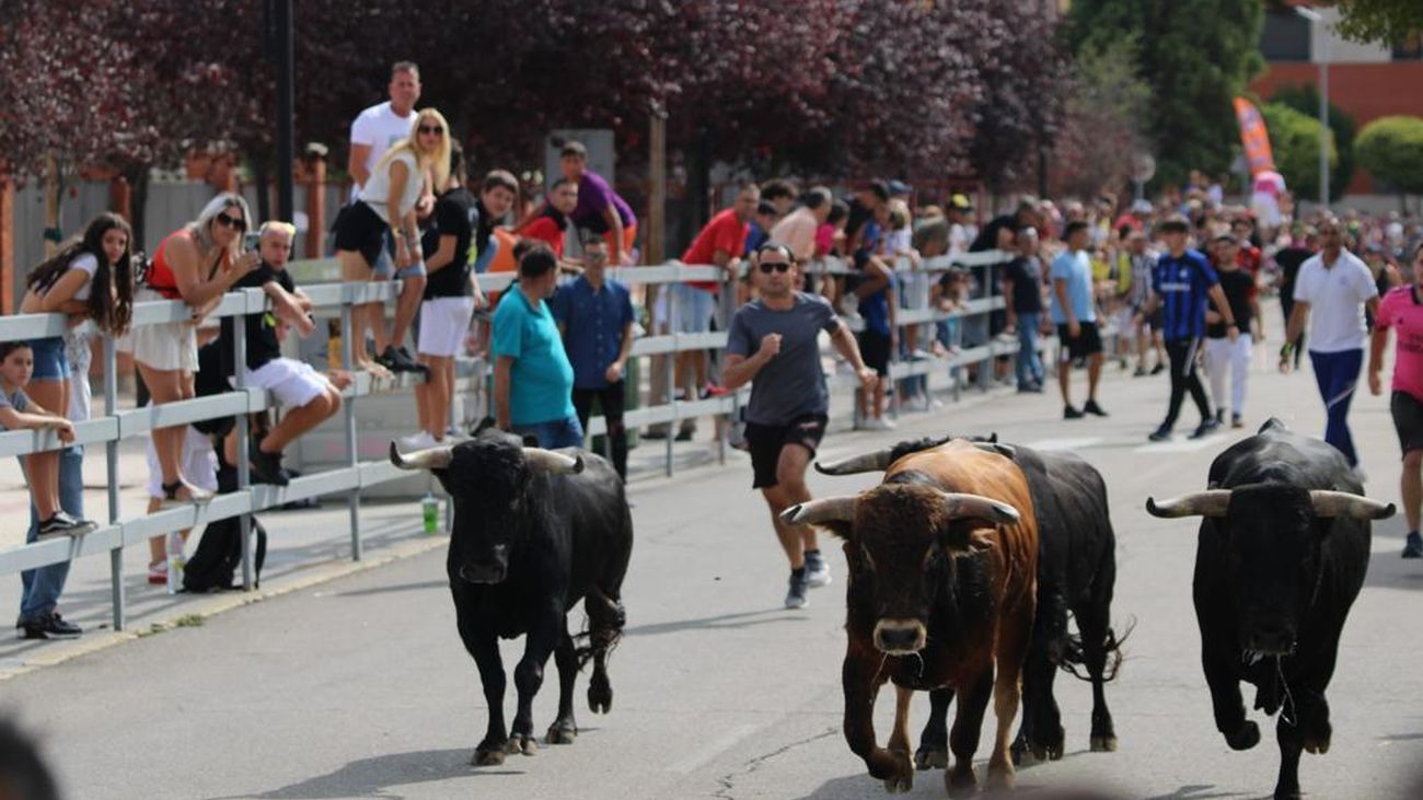 Diez novillos bravos se escapan del matadero, en Valladolid