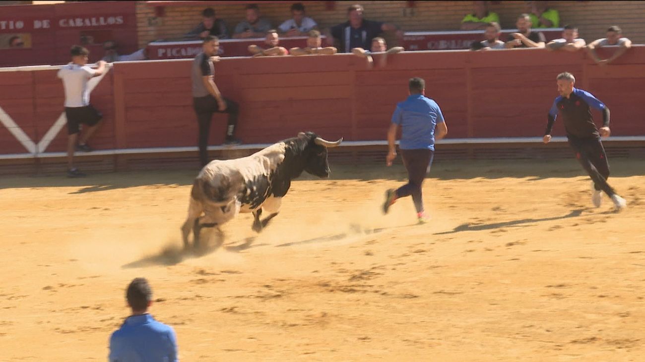 El primer encierro de las fiestas de Móstoles, rápido y sin heridos