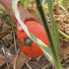 Las calabazas potimarrón de Titulcia, el tesoro del huerto