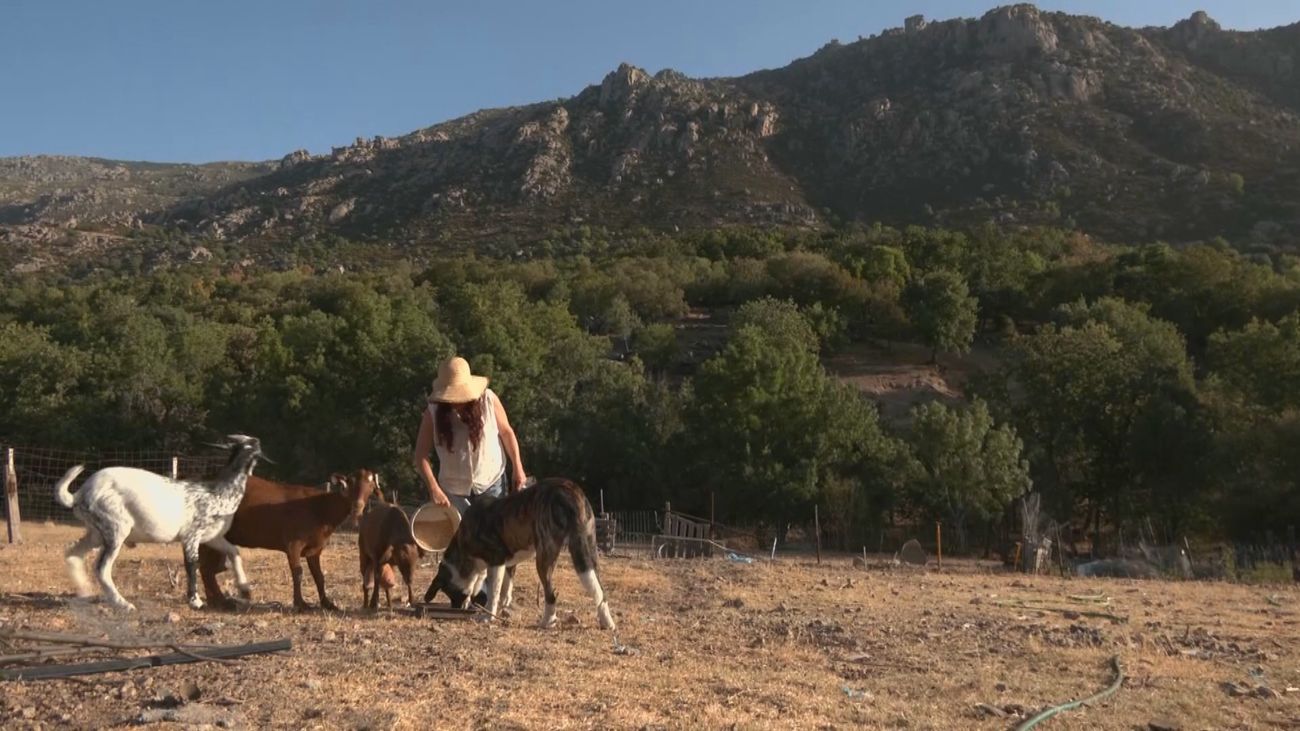 ¿Cómo se elabora el queso de cabra artesanal?