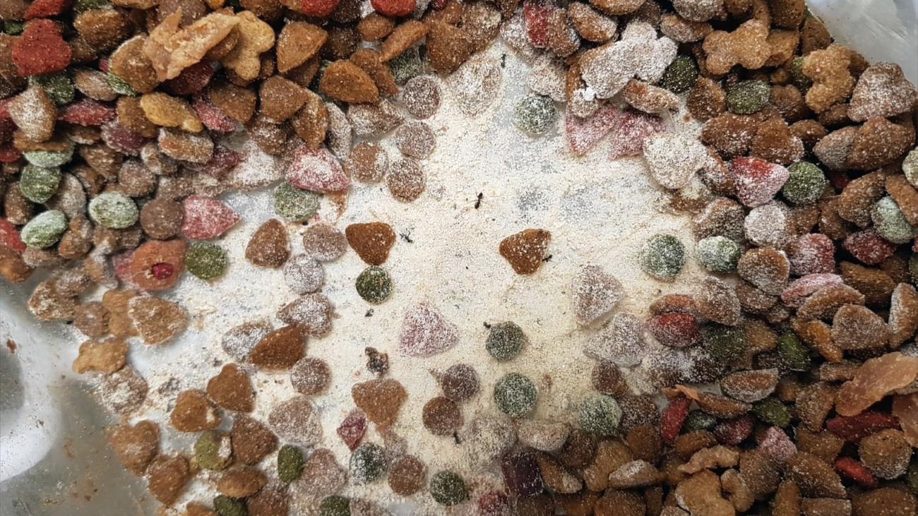 Aparecen varios gatos muertos por envenenamiento en Villaviciosa de Odón