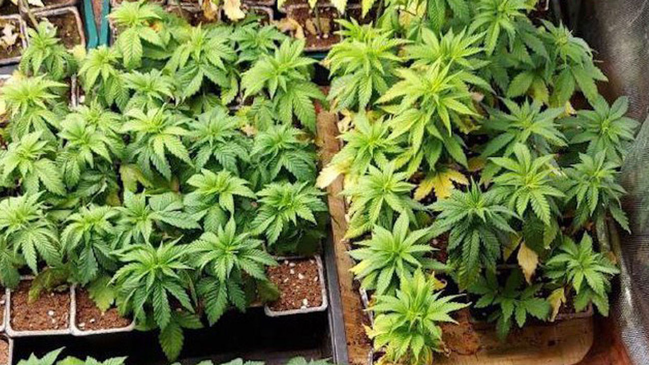 Plantas de marihuana