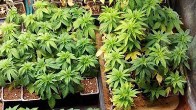 Cuatro detenidos por tener una plantación con 122 kilos de marihuana en Pinto