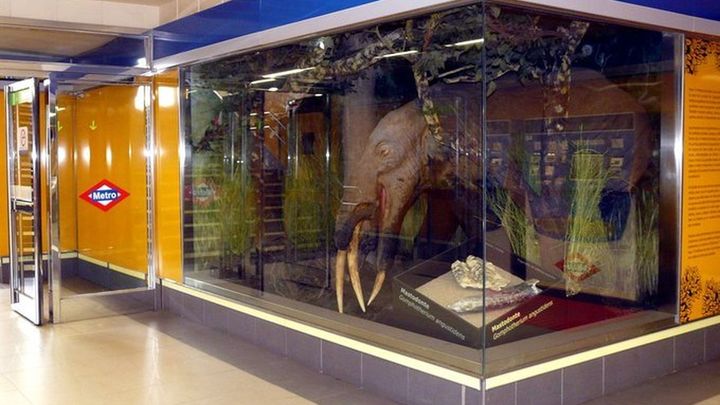 Uno de los espacios que recrean el Mioceno madrileño en la estación de Carpetana / METRO DE MADRID