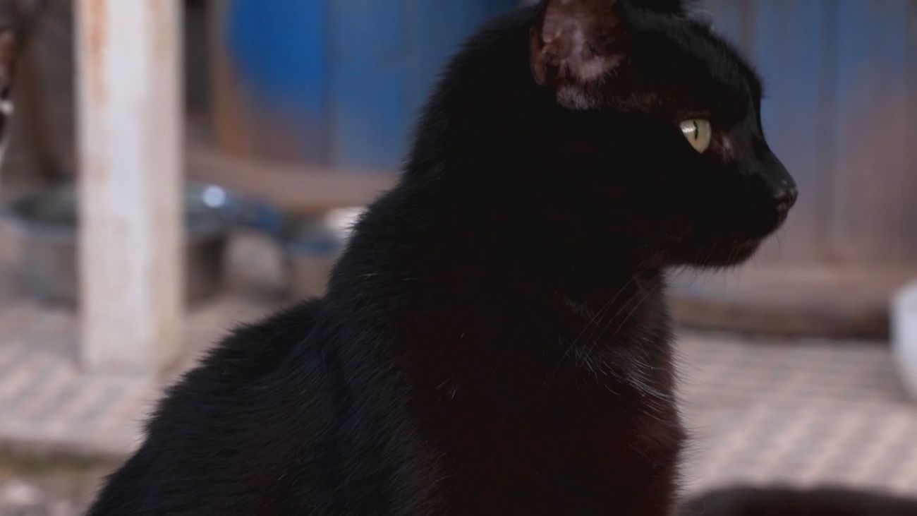 Santuario para gatos abandonados en Morata de Tajuña