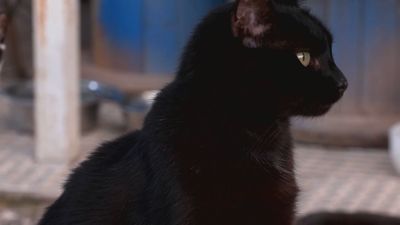 Santuario para gatos abandonados en Morata de Tajuña