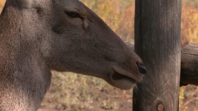 Santuario para animales ibéricos en Navas del Rey