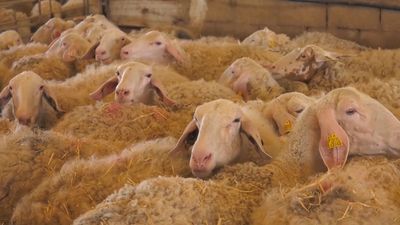 El mejor queso de Madrid es de oveja y está en Ciempozuelos