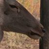 Santuario para animales ibéricos en Navas del Rey