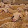 El mejor queso de Madrid es de oveja y está en Ciempozuelos