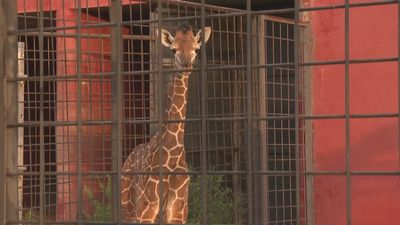 Dana, la jirafa nacida durante la tormenta