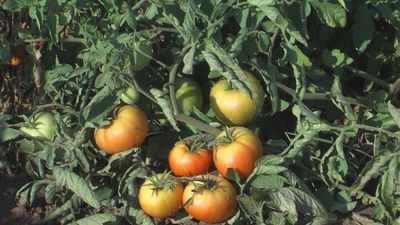 Vamos de 'Huertoturismo' a Colmenar de Oreja