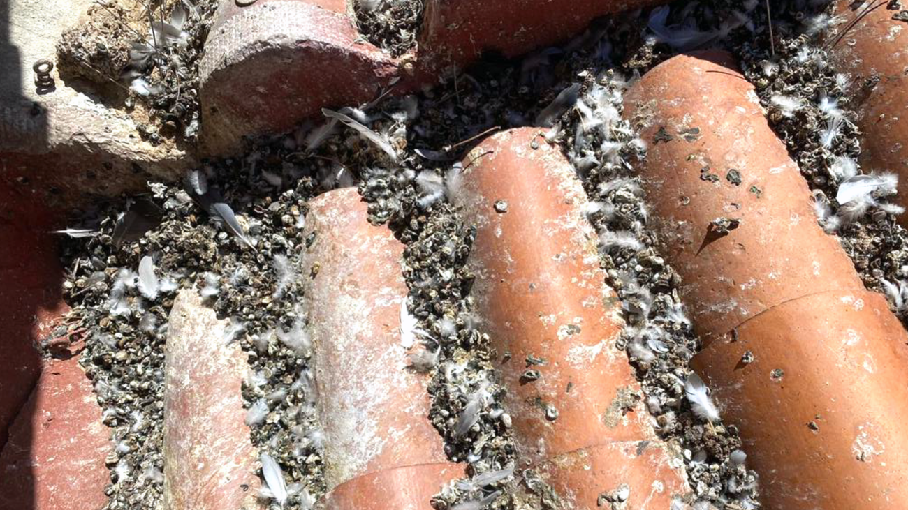 Una plaga de palomas invade el barrio de Tetuán
