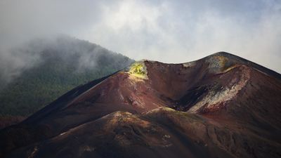 Dos años de la erupción del volcán de La Palma: así se ha recuperado la biodiversidad