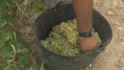 Comienza la recogida de la uva blanca en Arganda