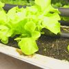 Agricultura sostenible: cultivos hidropónicos para luchar contra la sequía