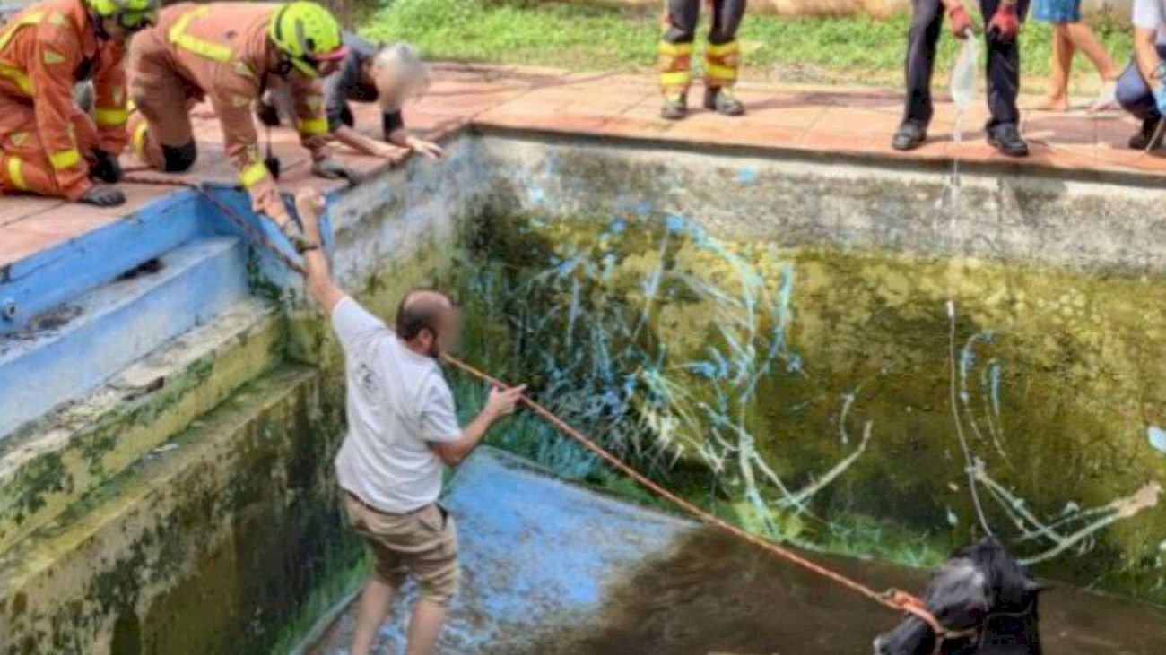 Rescatan a un caballo que había caído a una piscina en Valencia