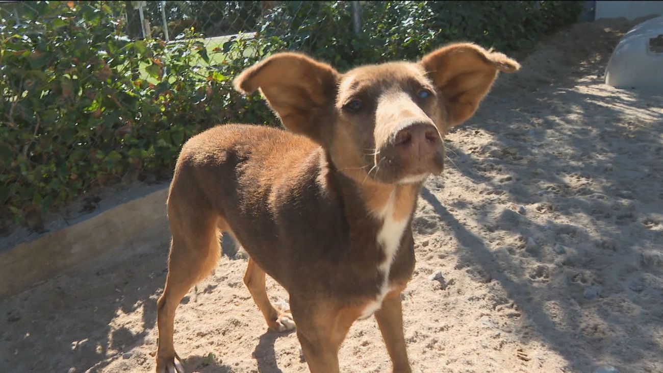 'Conóceme y adóptame':  la Comunidad de Madrid anima a la adopción de animales