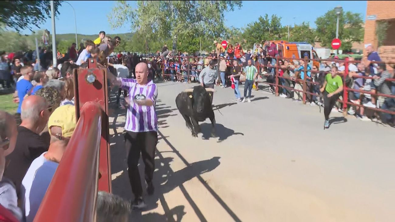 Encierros, baile y fuegos artificiales en las fiestas de Velilla de San Antonio