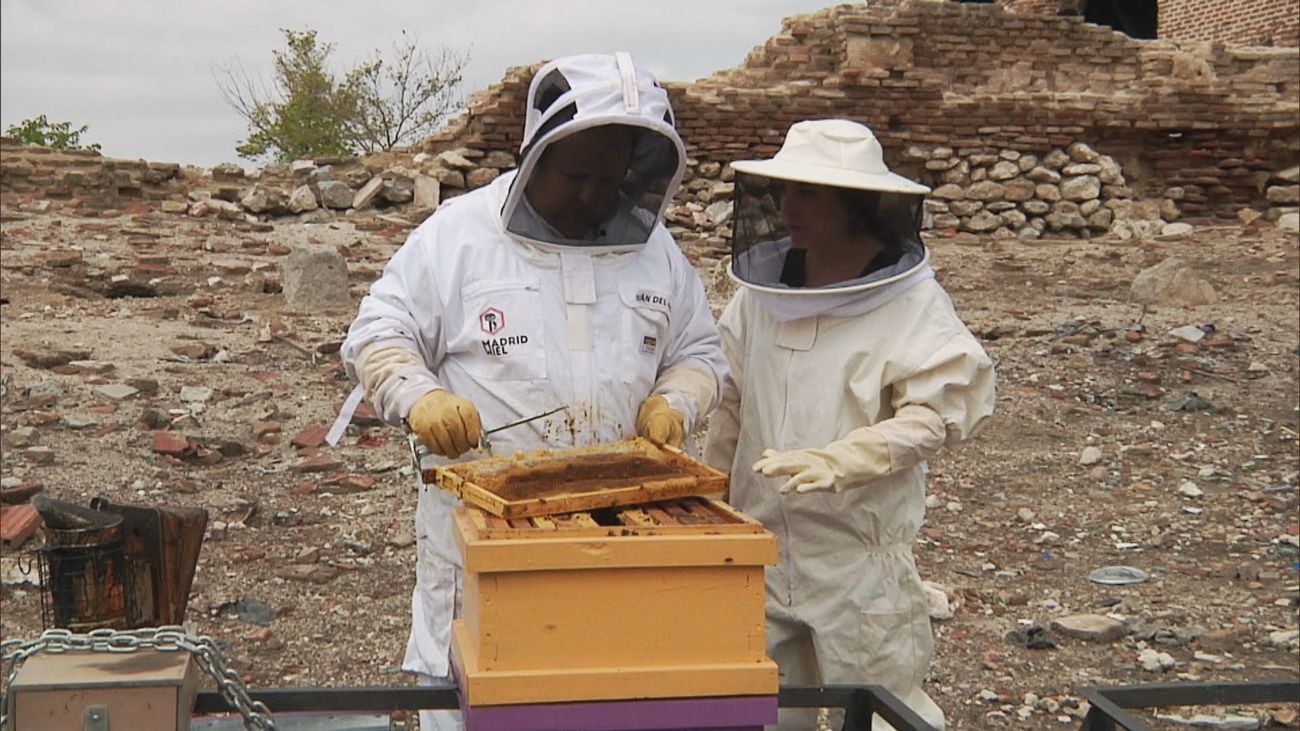 Valores nutricionales de la miel y sus derivados: poderoso multivitamínico y fungicida