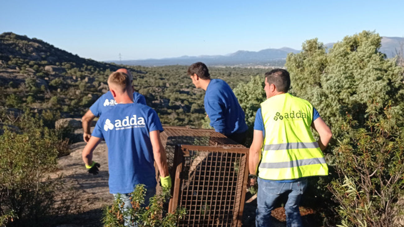 Collado Villalba suelta un jabalí con GPS para controlar las piaras que habitan en las inmediaciones