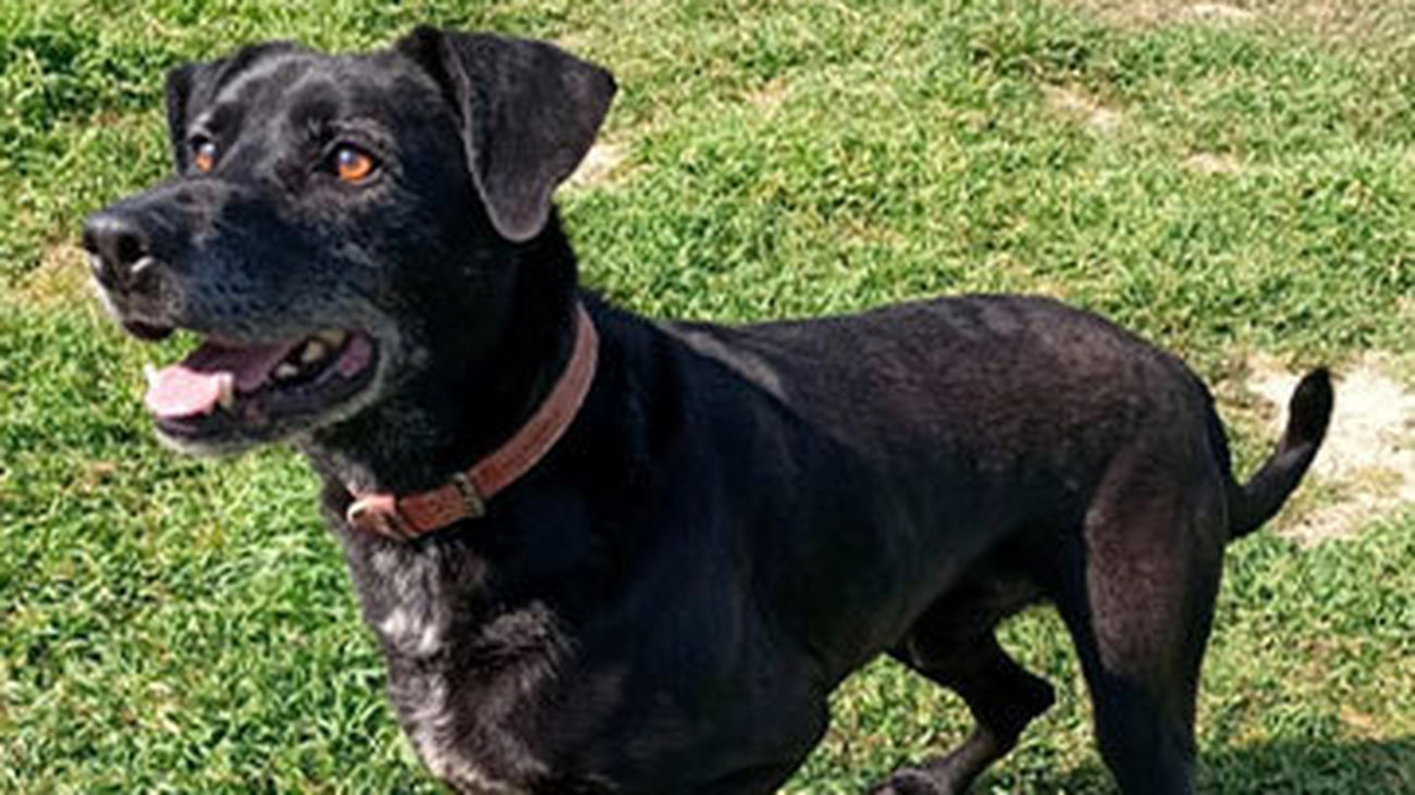'Charrito' uno de los perros que Nuevo Baztán ofrece en adopción