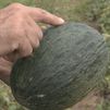 Melón azul: una joya culinaria madrileña que estuvo a punto de desaparecer