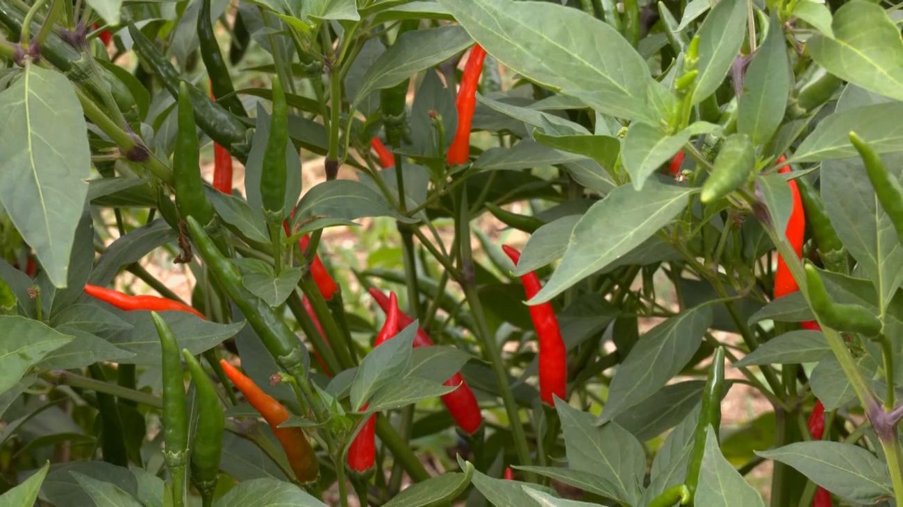 La huerta más picante: la vuelta al mundo de chile en chile