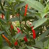 La huerta más picante: la vuelta al mundo de chile en chile