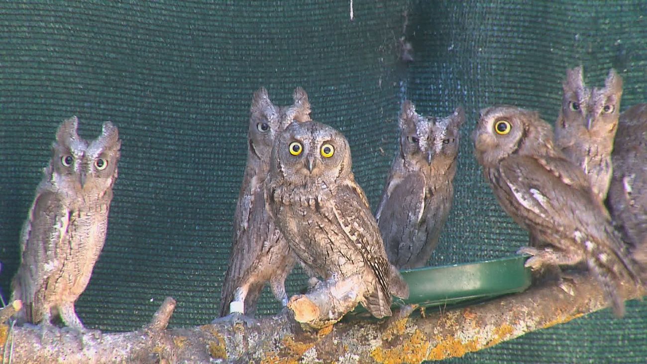 El único centro de rehabilitación de aves de España está en Casa de Campo