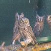 El único centro de rehabilitación de aves de España está en Casa de Campo